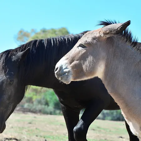 Rurale Orti Di Nora&spa 3*