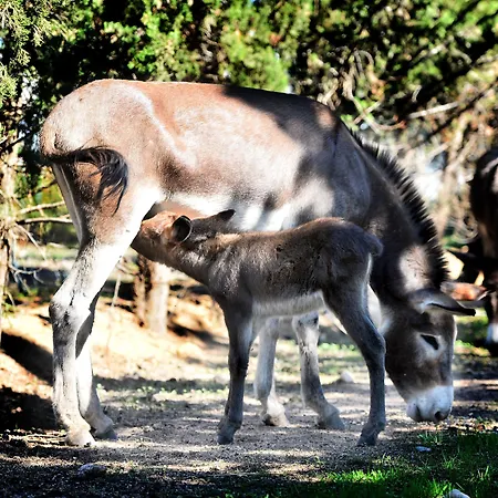 Rurale Orti Di Nora&spa Hotel Santa Margherita di Pula