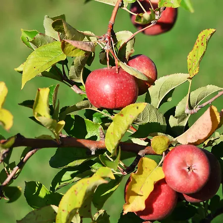 Rurale Orti Di Nora&spa Hotel Santa Margherita di Pula